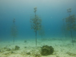 Coral Restoration IMG 5400